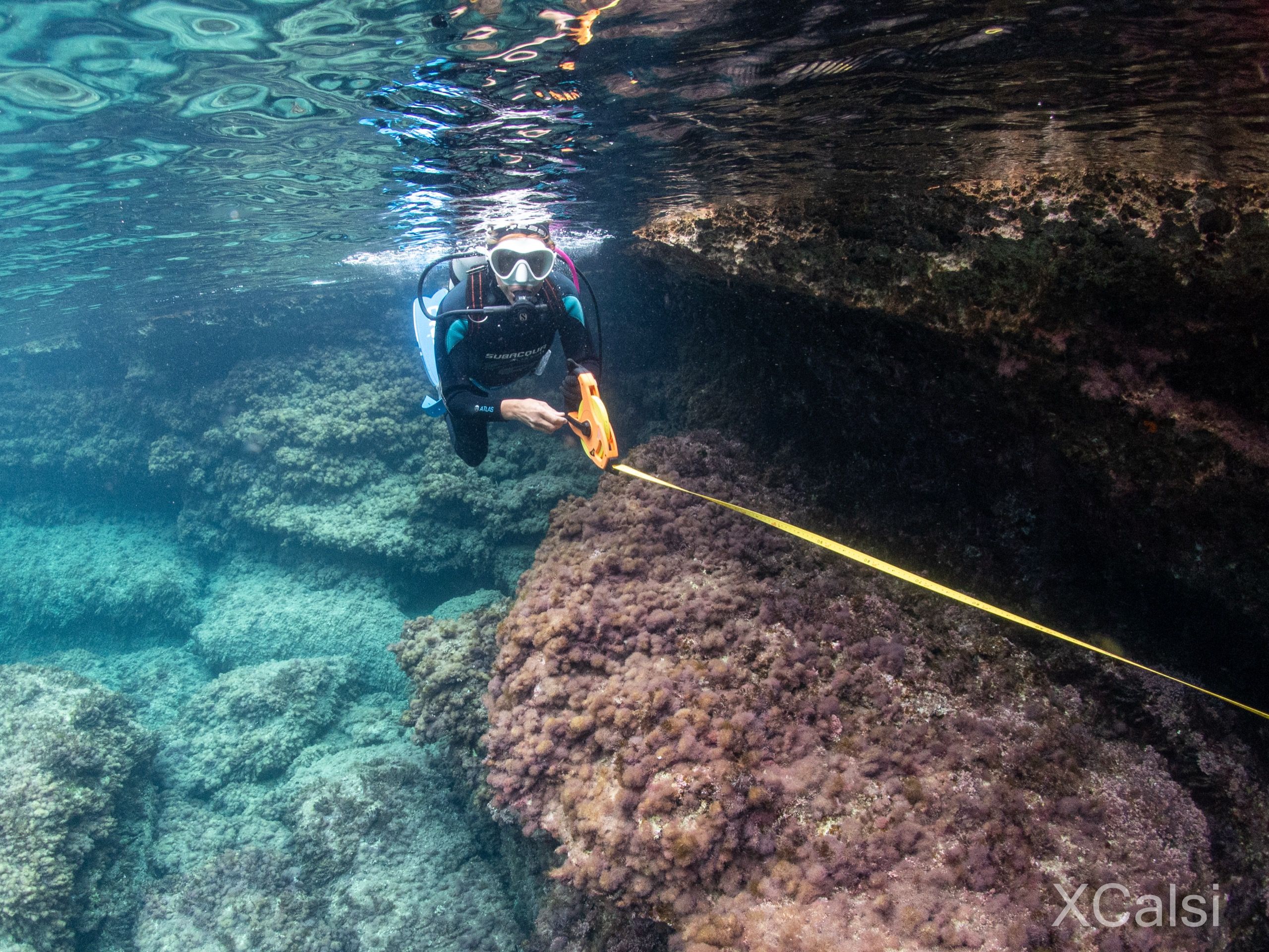 A scuba diver lays out a yellow transect measuring tape along a shallow rocky reef