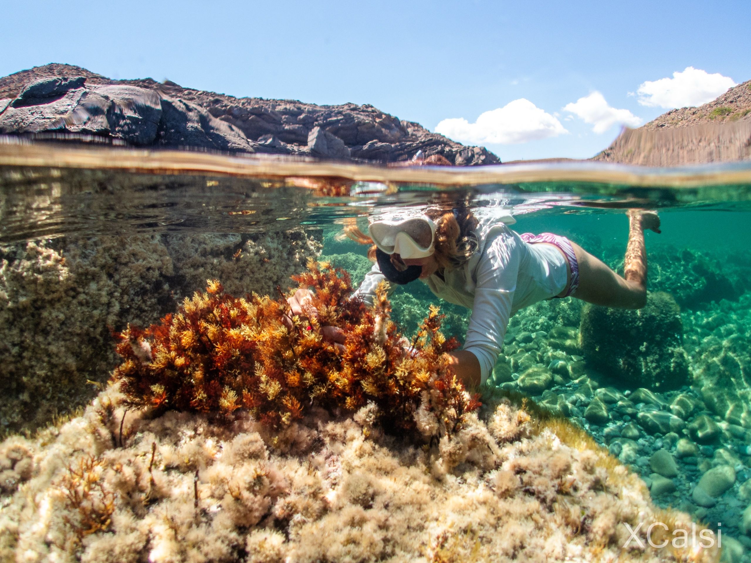 A snorkeller examines a golden-red seaweed on a rocky shore, photographed half above and half below the waterline